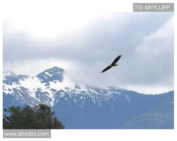 冰岛的怒吼,北欧战神横扫亚洲之鹰,瑞典八比二狂胜中国台北,剑指八强荣耀! 冰岛的怒吼,北欧战神横扫亚洲之鹰,瑞典八比二狂胜中国台北,剑指八强荣耀!